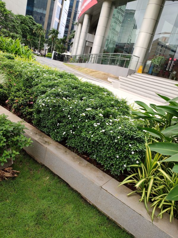 Products For Concrete Garden Edgings in use